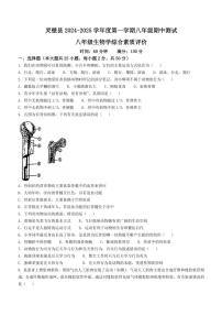 安徽省宿州市灵璧县2024～2025学年八年级(上)期中生物试卷(含答案)