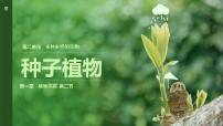 初中生物人教版（2024）七年级上册（2024）第二节 种子植物一等奖课件ppt