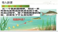人教版（2024）第二节 动物体的结构层次公开课课件ppt