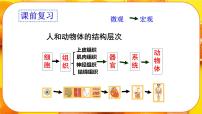 初中生物人教版（2024）七年级上册（2024）第一单元 生物和细胞第三章 从细胞到生物体第三节 植物体的结构层次优质ppt课件