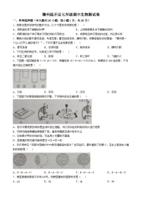 江西省赣州市经开区2024-2025学年七年级上学期期中生物学试题