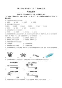 辽宁省鞍山市高新区2024～2025学年七年级(上)11月月考生物试卷(含答案)