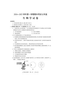 河南省洛阳市嵩县2024-2025学年七年级上学期期中考试生物试卷