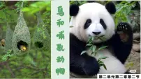 人教版（2024）七年级上册（2024）第二单元 多种多样的生物第二章 动物的类群第二节 脊椎动物三 鸟和哺乳动物教案配套课件ppt