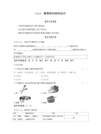 人教版（2024）七年级上册（2024）第一单元 生物和细胞第三章 从细胞到生物体第三节 植物体的结构层次学案设计