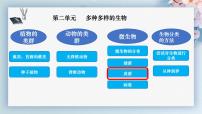 初中生物人教版（2024）七年级上册（2024）第三节 真菌教学ppt课件