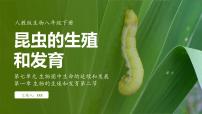 初中生物人教版（2024）八年级下册第二节 昆虫的生殖和发育教案配套ppt课件