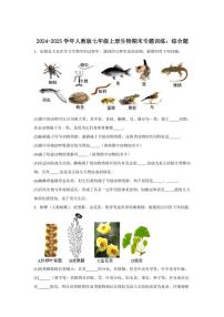 2024-2025学年人教版七年级上册生物期末专题训练：综合题（含答案）