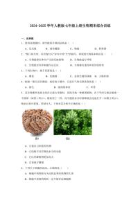 2024-2025学年人教版七年级上册生物期末综合训练（含答案）