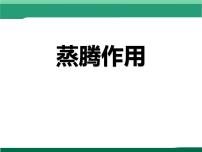 初中生物北师大版（2024）七年级上册（2024）第5节 蒸腾作用图片ppt课件