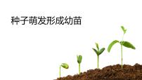 初中生物第1节 种子萌发形成幼苗备课ppt课件