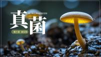 人教版（2024）七年级上册（2024）第二单元 多种多样的生物第三章 微生物第三节 真菌教课内容ppt课件