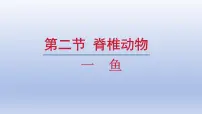 初中生物人教版（2024）七年级上册（2024）一 鱼授课ppt课件