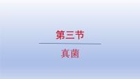 初中生物人教版（2024）七年级上册（2024）第三节 真菌授课ppt课件
