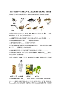 2024-2025学年人教版七年级上册生物期末专题训练：综合题（含答案）