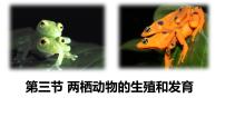 人教版（2024）八年级下册第三节 两栖动物的生殖和发育图片ppt课件