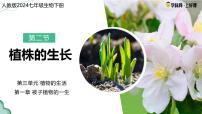 生物人教版（2024）第二节 植株的生长示范课ppt课件