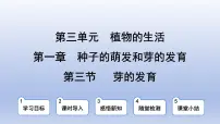 生物八年级上册第三节 芽的发育教课内容课件ppt