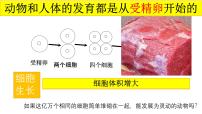 初中生物人教版（2024）七年级上册（2024）第二节 动物体的结构层次获奖课件ppt