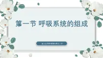 冀少版（2024）七年级下册（2024）第一节 呼吸系统的组成优秀ppt课件