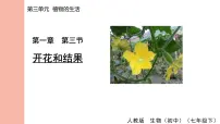 人教版（2024）七年级下册（2024）第三节 开花和结果授课课件ppt
