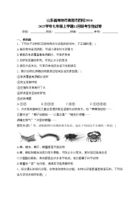 山东省潍坊市高密市四校2024-2025学年七年级上学期12月联考生物试卷(含答案)