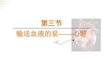 人教版（2024）七年级下册（2024）第三节 输送血液的泵 —— 心脏图文ppt课件