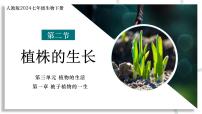 生物七年级下册（2024）第二节 植株的生长优质ppt课件