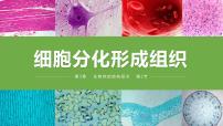 初中生物北师大版（2024）七年级上册（2024）第2节 细胞分化形成组织完美版课件ppt