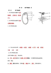 人教版初中生物七下3.1被子植物的一生 知识点速记清单（学生版+教师版）