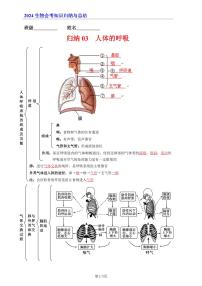 7年级下册人教版生物期末复习03  人体的呼吸（晨读版）学案