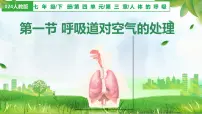初中生物人教版（2024）七年级下册（2024）第一节 呼吸道对空气的处理课堂教学ppt课件