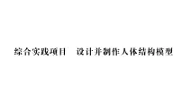 初中生物人教版（2024）七年级下册（2024）第四单元 人体生理与健康（一）第五章 人体内废物的排出综合实践项目 设计并制作人体结构模型作业ppt课件