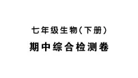 初中生物新人教版七年级下册期中综合检测卷作业课件2025春