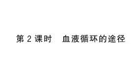 人教版（2024）七年级下册（2024）第三节 输送血液的泵 —— 心脏作业课件ppt