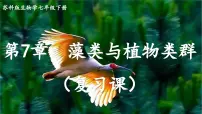 初中生物苏科版（2024）七年级下册（2024）第1节 藻类复习ppt课件