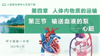 人教版（2024）七年级下册（2024）第四单元 人体生理与健康（一）第四章 人体内物质的运输第三节 输送血液的泵 —— 心脏课堂教学ppt课件