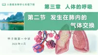 初中生物人教版（2024）七年级下册（2024）第二节 发生在肺内的气体交换课文课件ppt