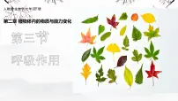 初中生物人教版（2024）七年级下册（2024）呼吸作用精品课件ppt