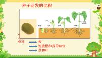 人教版（2024）七年级下册（2024）植株的生长一等奖ppt课件