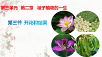初中人教版（2024）开花和结果优秀ppt课件