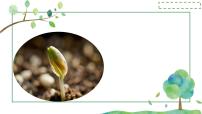 初中生物人教版（2024）七年级下册（2024）种子的萌发多媒体教学ppt课件