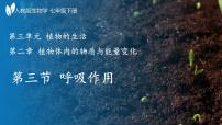 七年级下册（2024）呼吸作用背景图课件ppt