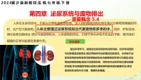 初中生物冀少版（2024）七年级下册（2024）泌尿系统的组成教学演示课件ppt