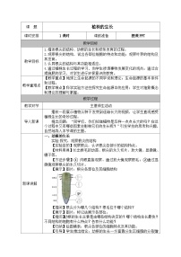 人教版（2024）七年级下册（2024）植株的生长教案