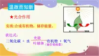 初中生物人教版（2024）七年级下册（2024）呼吸作用示范课ppt课件