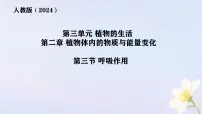 初中生物人教版（2024）七年级下册（2024）呼吸作用集体备课课件ppt
