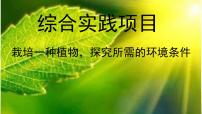 人教版（2024）七年级下册（2024）栽培一种植物，探究所需的环境条件图文ppt课件
