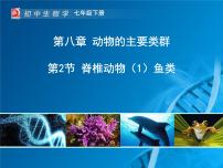 苏科版（2024）七年级下册（2024）脊椎动物示范课课件ppt