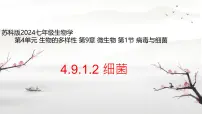 初中生物苏科版（2024）七年级下册（2024）病毒与细菌图片ppt课件